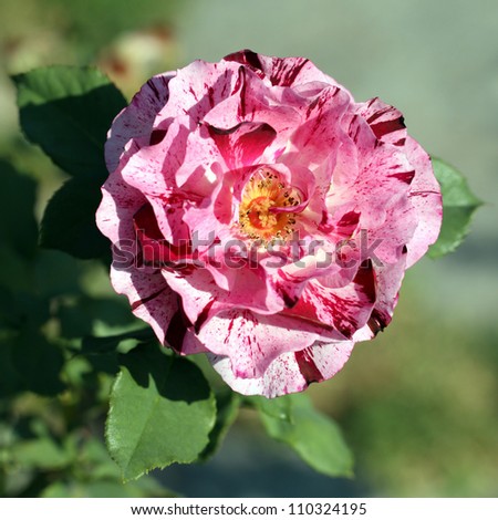 details of a bicolor flower, a red and pink rose