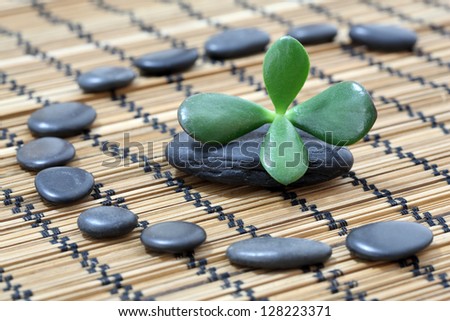 Details of a tranquil scene, made of black pebbles in balance with Jade plant