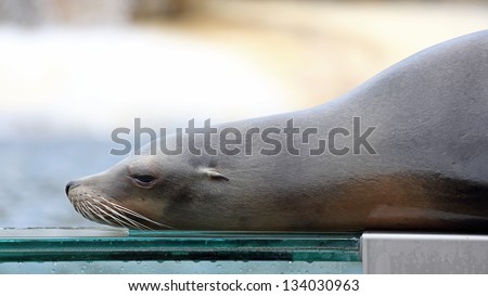 Details of a california sea lion in captivity