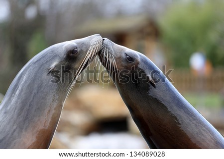 Details of a california sea lion in captivity, the kiss