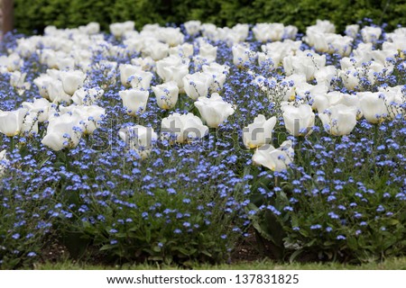 Details of a flower bed made with white tulips and blue forget me not.