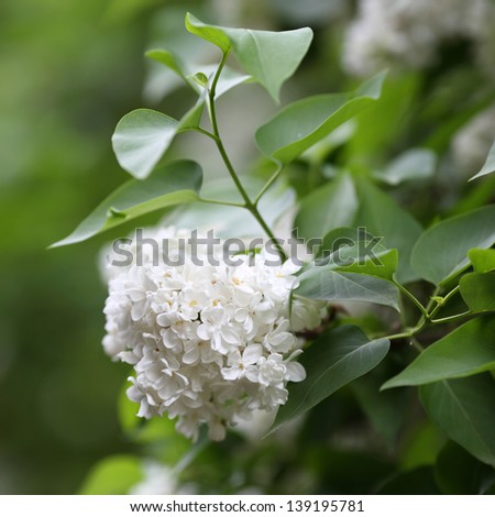 Details of flowers and leaves of common lilac, Syringa vulgaris.