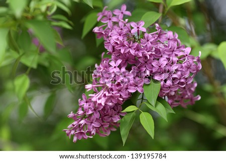 Details of flowers and leaves of common lilac, Syringa vulgaris.