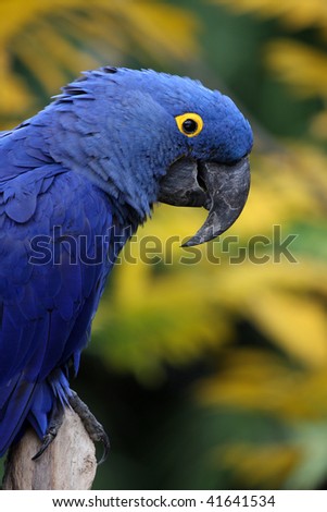 photo of a Hyacinth Macaw