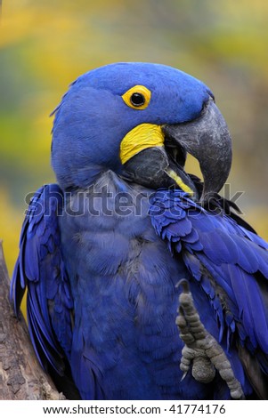 photo of a Hyacinth Macaw