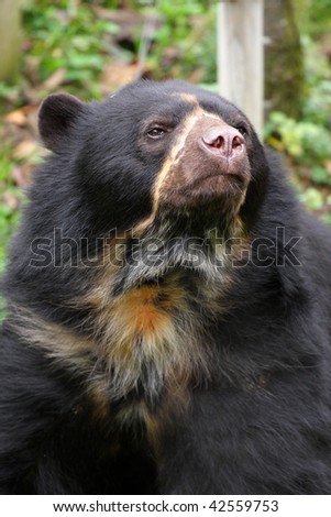 photo of a spectacled bear