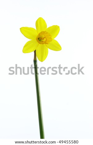 a narcissus