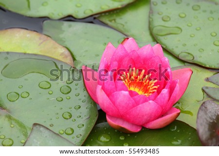 details of water Lily with flower