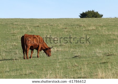 Side view of cow grazing in field or meadow.
