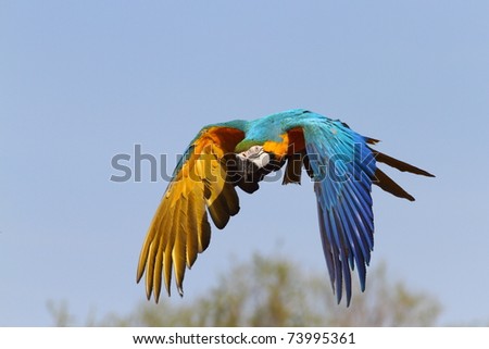 details of a Blue-and-yellow Macaw in flight