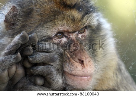 Photo of a sad monkey behind a window in a zoo. This monkey is a Barbary macaque