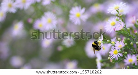 Details of a bumblebee on a wild flowers. The bumblebee is foraging