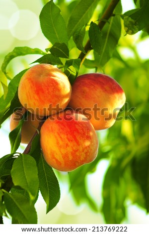 Grew on a peach tree branch beautiful peach fruit
