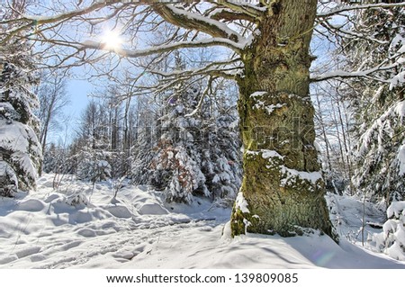 Large tree without snow surrounded by a forest covered with snow. Sun shinning in a blue sky