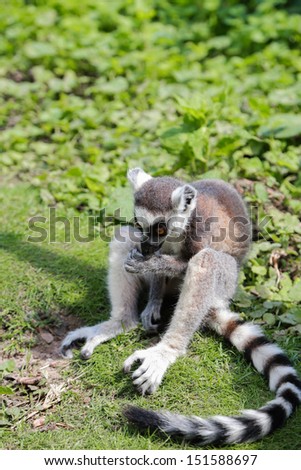 One lemur standing in the forest. Big orange eyes. Focused on the animal, background is out of focus.