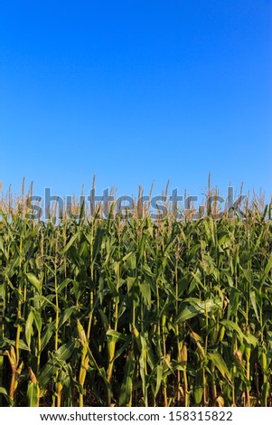 Corn field with blue sky. Focused on the corn field horizon. Vertical, nobody