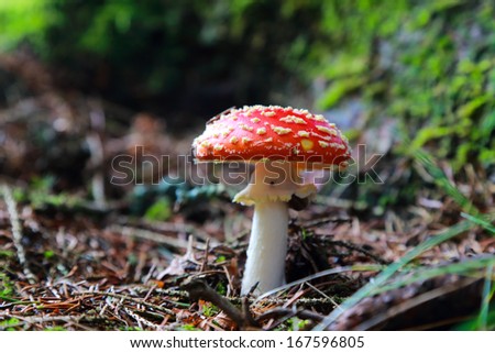 fly amanita mushroom in the forest. close up, nobody, landscape