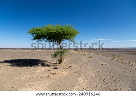 Single tree tree in the flat desert, blue sky. Portrait, nobody