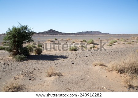 Single tree tree in the flat desert, blue sky. Landscape, nobody