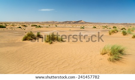 Flat desert with some grass.