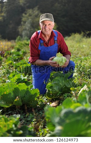 Organic farmer working at cabbage field