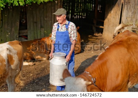 Farmer is working on the organic farm with dairy cows and holding big milk container pot. Model is a real farm worker!