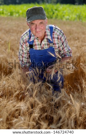 Organic farmer standing in a wheat field, looking at the crop  Model is a real farm worker.