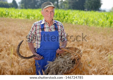 Organic farmer standing in a wheat field, looking at the crop  Model is a real farm worker.