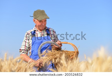 Organic farmer working in a wheat field and looking at the crop Model is a real farm worker.