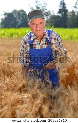 Organic farmer working in a wheat field and looking at the crop Model is a real farm worker.