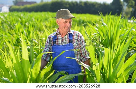 Organic Farmer looking at sweetcorn in a field. Model is real farm worker