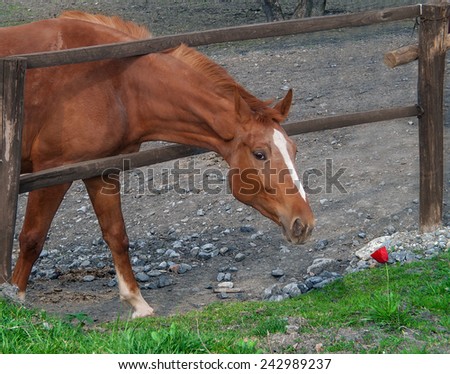 Brown horse tried to smell red flower through the corral fence.
