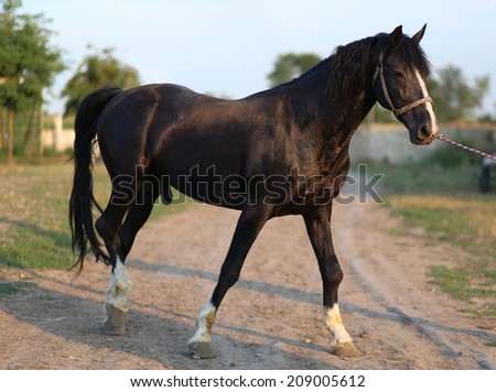 Photo of black horse on a background of a farm.