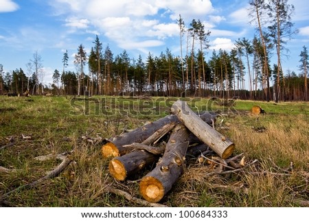 heap of pine tree trunks