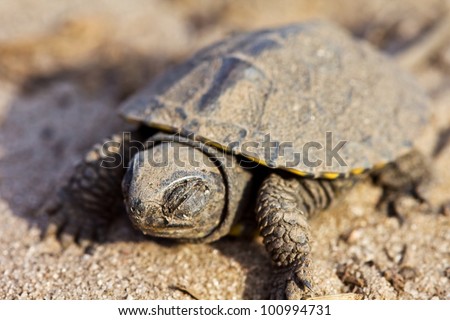 little turtle on a sand
