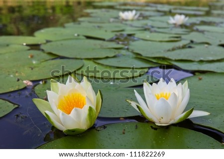 closeup beautiful white lilies on a lake