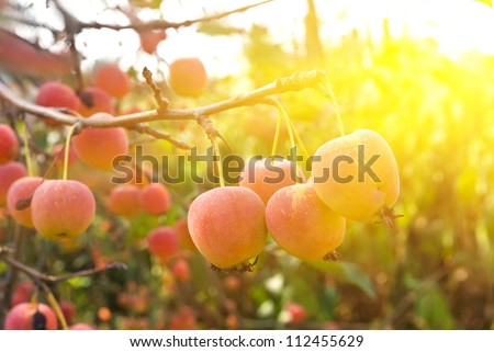 small apples in a rays of sun