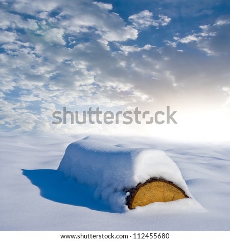 tree trunk in a winter plain