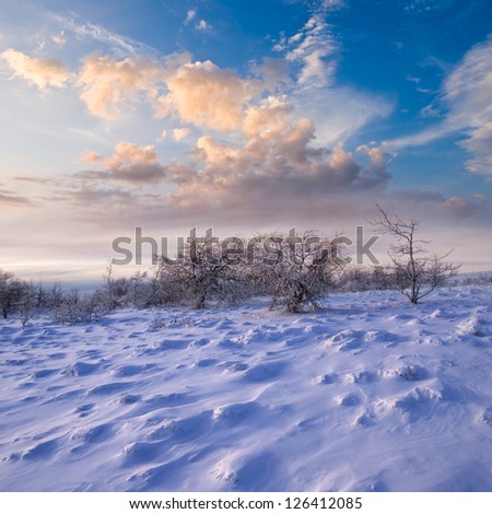 winter plain in a snow