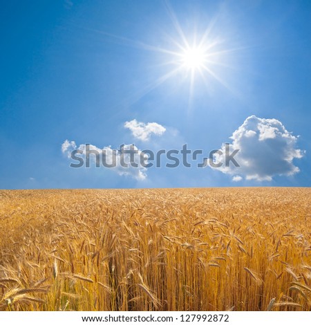 wheat field under a sparkle sun