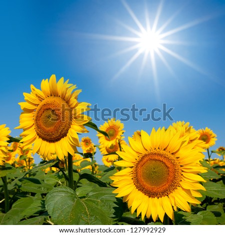 beautiful sunflowers under a sparkle sun