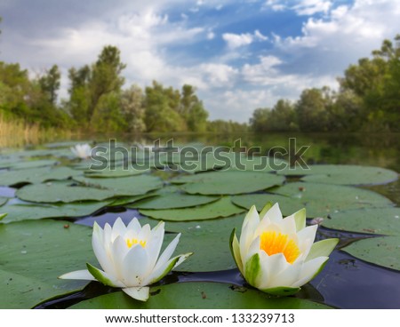 white lilies on a lake