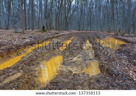 dirty ground road in a forest