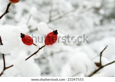 ripe berries of wild rose in winter