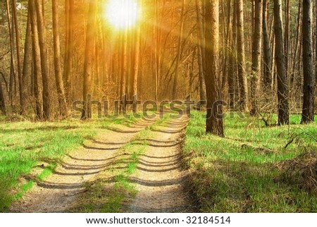 sparkle sun under a forest road