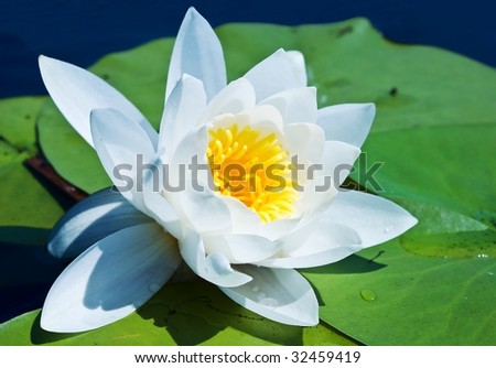 white lily on a lake