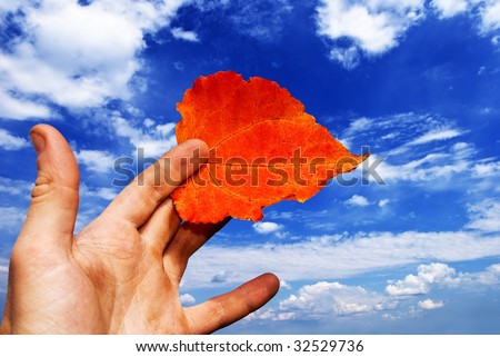 birch leaf in a hand