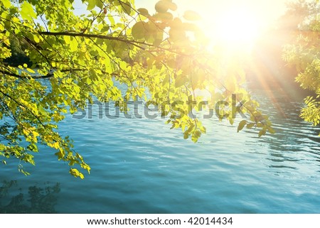 sparkle sun pushing through a foliage