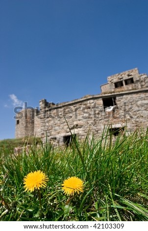 dandelions near a old fortress