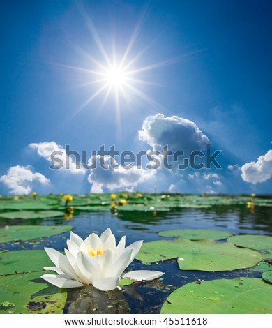 white lilly under a sparkle sun
